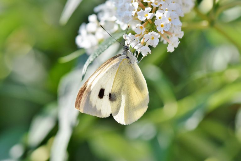 hoe kom je van insecten af die je planten aanvallen?