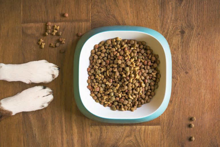 Wat moet je doen als je hond niet meer wil eten