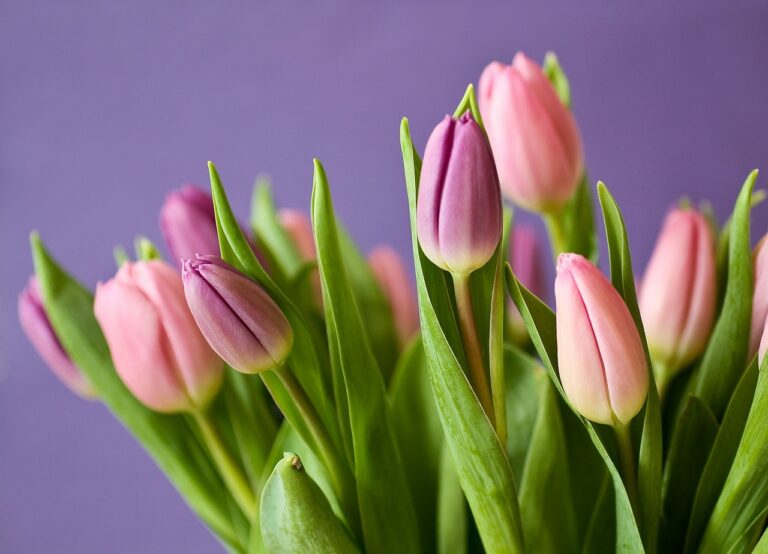 Drie tips voor het verzorgen van tulpen in een vaas