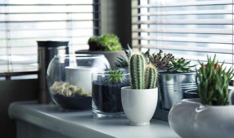 Dit zijn de leukste planten voor in de badkamer