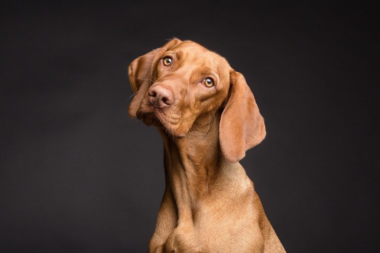 Manieren om met honden te werken