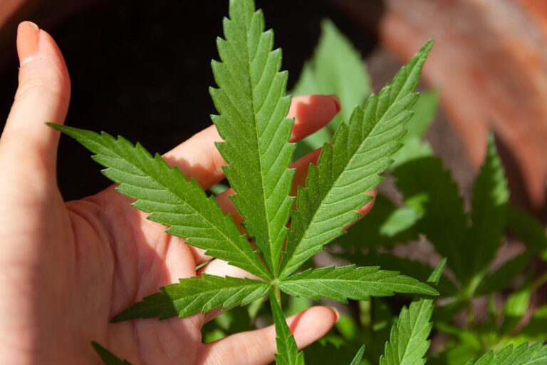 CBD-producten voor huisdieren 