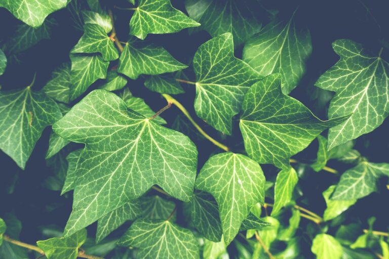 De beste tuinplanten voor een prachtige tuin